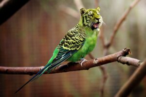 budgie with a tiger's head
